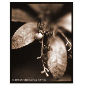 "Pieris Japonica", Flower Macro Fine Art Photo Print 20x 16"